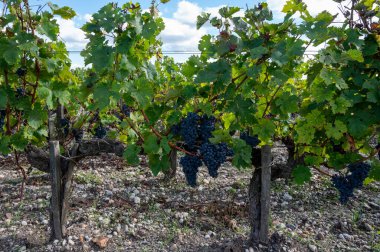 Bordeaux 'da çeşitli Haut-Medoc üzüm bağları, Fransa' nın Margaux kasabası Gironde Estuary 'nin sol kıyısında toplanmaya hazır kırmızı şarap bağları var.