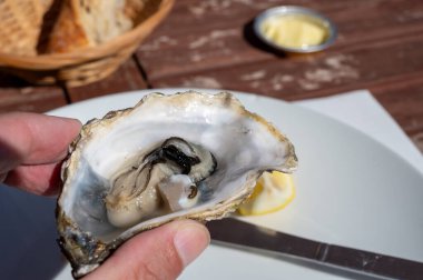 Arcachon Körfezi, Cap Ferret Yarımadası, Bordeaux, Fransa 'daki istiridye çiftliği köyünde taze canlı istiridye yemek. Kapatın.
