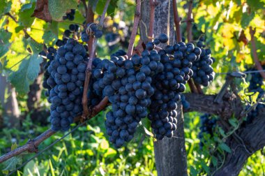 Bordeaux 'da çeşitli Haut-Medoc üzüm bağları, Fransa' nın Margaux kasabası Gironde Estuary 'nin sol kıyısında toplanmaya hazır kırmızı şarap bağları var.