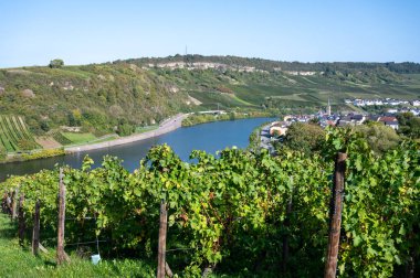 Lüksemburg 'daki teraslı üzüm bağları. Moezel, Moselle veya Musel nehri üzerindeki Lüksemburg ülkesinde geleneksel beyaz şarap ve parlak şarap üretim metodu.