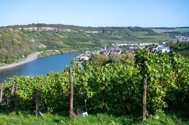 Lüksemburg 'daki teraslı üzüm bağları. Moezel, Moselle veya Musel nehri üzerindeki Lüksemburg ülkesinde geleneksel beyaz şarap ve parlak şarap üretim metodu.