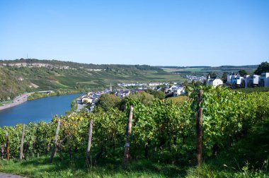 Lüksemburg 'daki teraslı üzüm bağları. Moezel, Moselle veya Musel nehri üzerindeki Lüksemburg ülkesinde geleneksel beyaz şarap ve parlak şarap üretim metodu.