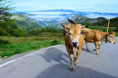 Kahverengi Asturian inekleri, inek sürüleri Avrupa dağlık yolundaki Picos de Europe, Los Arenas, Asturias, İspanya 'daki yeni otlaklara taşınır..