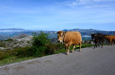 Kahverengi Asturian inekleri, inek sürüleri Avrupa dağlık yolundaki Picos de Europe, Los Arenas, Asturias, İspanya 'daki yeni otlaklara taşınır..
