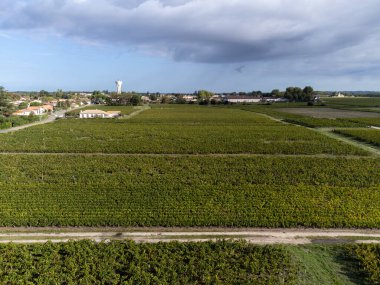 Fransa 'nın Bordeaux, Margaux şehrinde bulunan Gironde Estuary' nin sol kıyısında kırmızı üzümlü kırmızı şarap üreten Haut-Medoc üzümlü yeşil üzüm bağlarıyla hava manzarası.