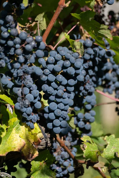 Bordeaux, Gironde Estuary, Fransa 'nın sol kıyısı, Bordeaux' da çeşitli Haut-Medoc üzüm bağları içeren olgunlaşmış kırmızı Cabernet Sauvignon üzümleri ile Pauillac köyündeki üzüm bağları hasat etmeye hazır.