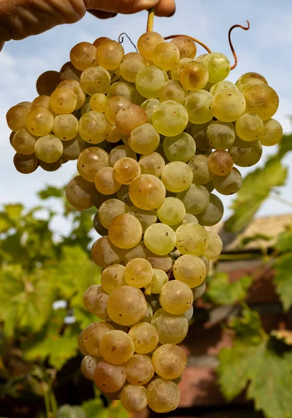 Wine making in Netherlands, ripe white wine grape harvested on Dutch vineyards in Limburg, Gelderland, organic wine of Netherlands