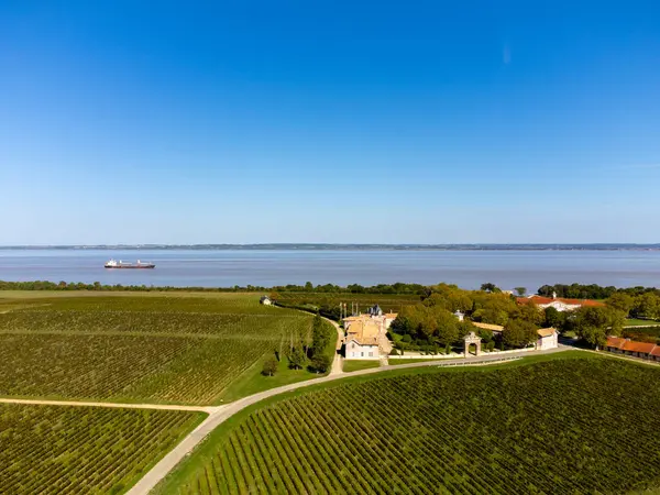 Stock image Aerial view on green vineyards, Gironde river, wine domain or chateau in Haut-Medoc red wine making region, , Bordeaux, left bank of Gironde Estuary, France