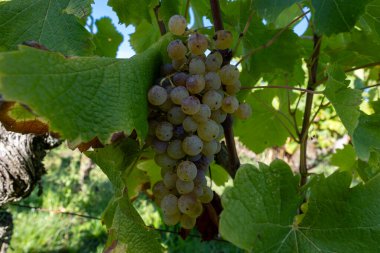 Barsac köyündeki Sauternes üzüm bağlarındaki Semillon üzümlerini hasat etmeye hazır. Fransa 'nın Bordeaux şehrinde tatlı tatlı Sauternes şaraplarından yapılan Botrytis cinerea soylu çürümesinden etkilenmiş.
