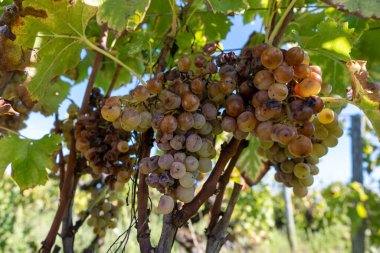 Barsac köyündeki Sauternes üzüm bağlarındaki Semillon üzümlerini hasat etmeye hazır. Fransa 'nın Bordeaux şehrinde tatlı tatlı Sauternes şaraplarından yapılan Botrytis cinerea soylu çürümesinden etkilenmiş.