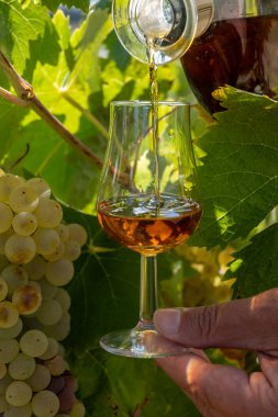 Konyak, Grande Champagne, Charente 'de alkollü konyak tatmak için arkaplandaki alkol kullanımı için ugni blanc üzümü toplamaya hazır.