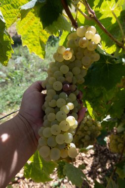 Konyak beyaz şarap bölgesinde hasat zamanı, Charente, olgunlaşmış sıralar halinde üzümlü üzümleri hasat etmek için hazır konyak güçlü ruhları damıtma, Fransa, Grand Champagne