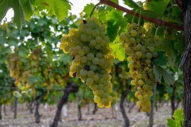 Charente, Konyak beyaz şarap bölgesindeki üzüm bağlarında hasat zamanı. Fransa 'da konyak güçlü alkol damıtımı için ugni blanc üzümleri hasat etmeye hazır.