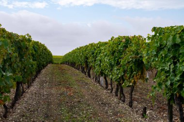 Charente, Konyak beyaz şarap bölgesindeki üzüm bağlarında hasat zamanı. Fransa 'da konyak güçlü alkol damıtımı için ugni blanc üzümleri hasat etmeye hazır.