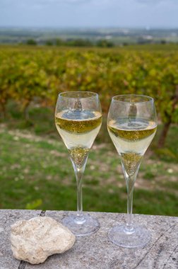 Avize 'deki Chardonnay üzüm bağlarında köpüklü beyaz şarap tatmak, Ay Grand Cru şarap üreticisi küçük bir köy, Cote des Blancs, Champagne, France