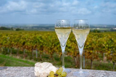 Avize 'deki Chardonnay üzüm bağlarında köpüklü beyaz şarap tatmak, Ay Grand Cru şarap üreticisi küçük bir köy, Cote des Blancs, Champagne, France