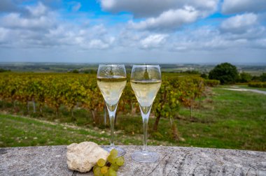 Avize 'deki Chardonnay üzüm bağlarında köpüklü beyaz şarap tatmak, Ay Grand Cru şarap üreticisi küçük bir köy, Cote des Blancs, Champagne, France