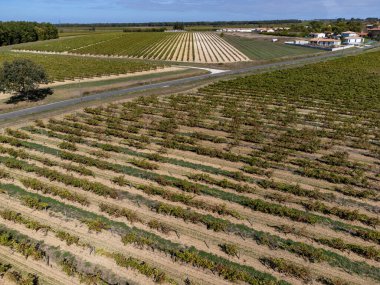 Hava manzarası, konyak beyaz şarap bölgesindeki üzüm bağlarında hasat zamanı, Charente, ugni blanc üzümlerini hasat etmeye hazır konyak güçlü ruhları damıtma, Fransa
