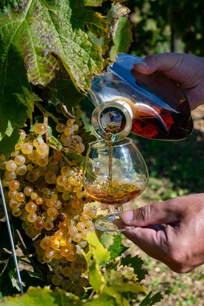 Konyak, Grande Champagne, Charente 'de alkollü konyak tatmak için arkaplandaki alkol kullanımı için ugni blanc üzümü toplamaya hazır.