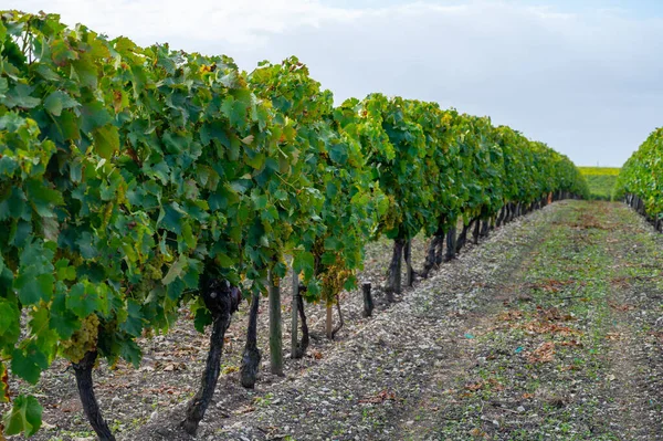 Charente, Konyak beyaz şarap bölgesindeki üzüm bağlarında hasat zamanı. Fransa 'da konyak güçlü alkol damıtımı için ugni blanc üzümleri hasat etmeye hazır.