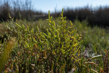 Salicornia sulu bitkileri tuzlu bataklıklarda, Arcachon Körfezi 'nde, balıkçı tekneleri ve istiridye çiftlikleriyle, Kaptan Ferret yarımadası, Fransa, Fransa' nın Atlantik kıyı şeridi