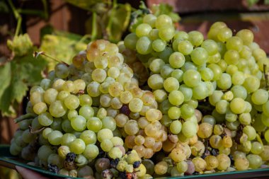 Hollanda 'da şarap üretimi, Limburg, Gelderland' daki Hollanda üzüm bağlarından toplanan olgun beyaz şarap üzümü, Hollanda 'nın organik şarabı.