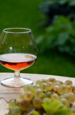 Cognac bölgesinde açık havada alkollü konyak tatma, Charente bir sürü olgun ugni Blanc üzümü ile arka planda alkol damıtma ve yeşil çimen kullanımı, Fransa