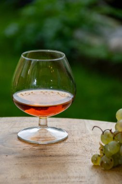 Cognac bölgesinde açık havada alkollü konyak tatma, Charente bir sürü olgun ugni Blanc üzümü ile arka planda alkol damıtma ve yeşil çimen kullanımı, Fransa