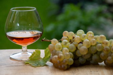 Cognac bölgesinde açık havada alkollü konyak tatma, Charente bir sürü olgun ugni Blanc üzümü ile arka planda alkol damıtma ve yeşil çimen kullanımı, Fransa