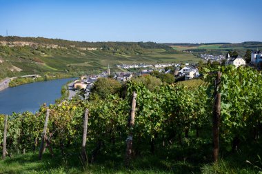 Lüksemburg 'daki teraslı üzüm bağları. Moezel, Moselle veya Musel nehri üzerindeki Lüksemburg ülkesinde geleneksel beyaz şarap ve parlak şarap üretim metodu.