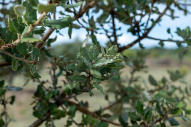 Yer mantarı çiftliği, kara kış mantarlarının ekimi Perigord mantarları, Tuber melanosporum, meşe fidanlığı, kışın meşe ağaçlarıyla tarlalarda mantar avı.