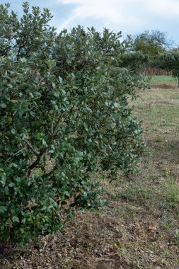 Yer mantarı çiftliği, kara kış mantarlarının ekimi Perigord mantarları, Tuber melanosporum, meşe fidanlığı, kışın meşe ağaçlarıyla tarlalarda mantar avı.