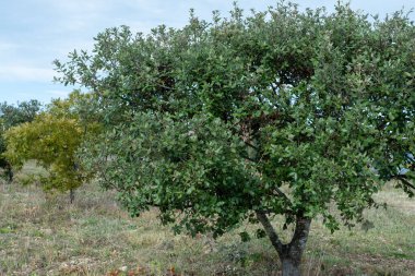 Yer mantarı çiftliği, kara kış mantarlarının ekimi Perigord mantarları, Tuber melanosporum, meşe fidanlığı, kışın meşe ağaçlarıyla tarlalarda mantar avı.