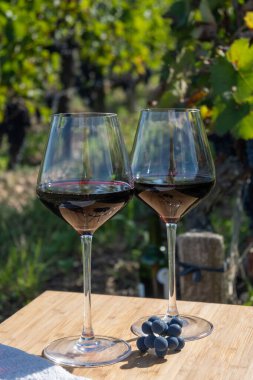 Kırmızı Bordeaux şarabı, Merlot ya da Cabernet Sauvignon şarabı Pomerol, Saint-Emilion şarap üretim bölgesi, Fransa, Bordeaux 'daki Cru sınıfı üzüm bağlarında kırmızı şarap tatma