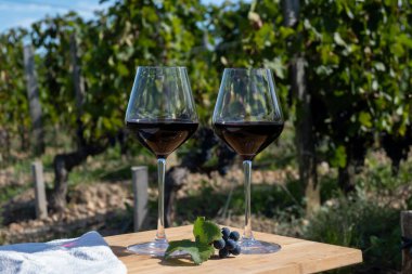 Kırmızı Bordeaux şarabı, Merlot ya da Cabernet Sauvignon şarabı Pomerol, Saint-Emilion şarap üretim bölgesi, Fransa, Bordeaux 'daki Cru sınıfı üzüm bağlarında kırmızı şarap tatma