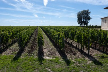 Pomerol köyündeki üzüm hasadı, kırmızı Bordeaux şarabı üretimi, Merlot veya Cabernet Sauvignon üzümleri Pomerol 'daki cru sınıfı üzüm bağlarında, Saint-Emilion şarap üretim bölgesi, Fransa, Bordeaux