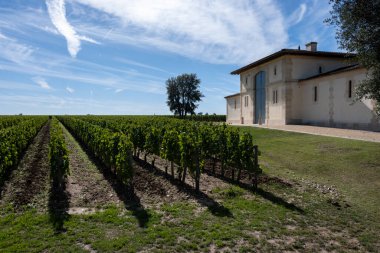 Pomerol köyündeki üzüm hasadı, kırmızı Bordeaux şarabı üretimi, Merlot veya Cabernet Sauvignon üzümleri Pomerol 'daki cru sınıfı üzüm bağlarında, Saint-Emilion şarap üretim bölgesi, Fransa, Bordeaux