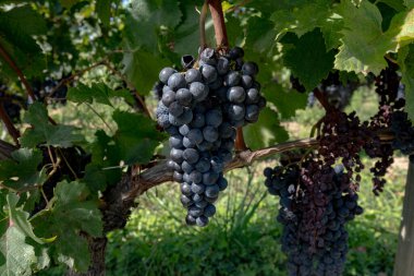 St. Emilion kasabası yakınlarındaki üzüm bağları, Saint-Emilion şarap üretim bölgesi, Fransa, Bordeaux sonbaharda kırmızı Bordeaux şarabı, Merlot veya Cabernet Sauvignon üzümleri, cru sınıfı üzüm bağları