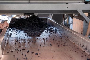 Kuşak sıralama, hasat çalışmaları Saint-Emilion şarap üretim bölgesi Bordeaux sağ kıyısı, toplama, ayıklama ve Merlot veya Cabernet Sauvignon kırmızı şarap üzümleri, Fransa. Bordeaux 'nun kırmızı şarapları.