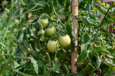 Bahçede bir sürü olgun organik domatesli domates sarmaşığı.