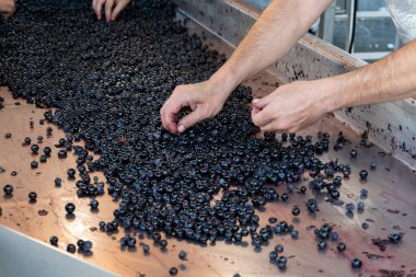 Kuşak sıralama, hasat çalışmaları Saint-Emilion şarap üretim bölgesi Bordeaux sağ kıyısında, ellerle sıralama ve ezme Merlot veya Cabernet Sauvignon kırmızı şarap üzümleri, Fransa. Bordeaux 'nun kırmızı şarapları.
