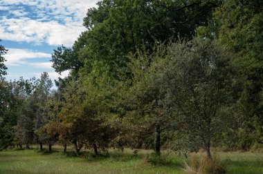Yer mantarı çiftliği, kara kış mantarlarının ekimi Perigord mantarları, Tuber melanosporum, meşe fidanlığı, kışın meşe ağaçlarıyla tarlalarda mantar avı.