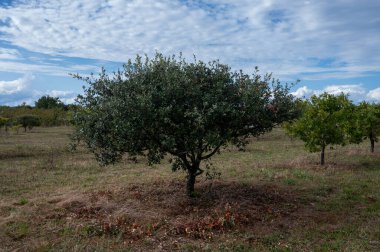 Yer mantarı çiftliği, kara kış mantarlarının ekimi Perigord mantarları, Tuber melanosporum, meşe fidanlığı, kışın meşe ağaçlarıyla tarlalarda mantar avı.