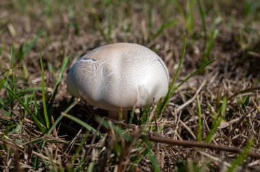 Vahşi beyaz şampiyonlar ormanda çimenlerde büyüyen mantarlar...