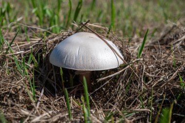 Vahşi beyaz şampiyonlar ormanda çimenlerde büyüyen mantarlar...