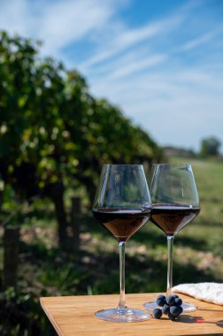 Kırmızı Bordeaux şarabı, Merlot ya da Cabernet Sauvignon şarabı Pomerol, Saint-Emilion şarap üretim bölgesi, Fransa, Bordeaux 'daki Cru sınıfı üzüm bağlarında kırmızı şarap tatma