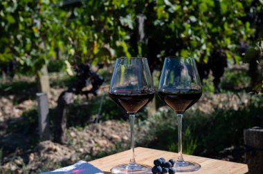 Kırmızı Bordeaux şarabı, Merlot ya da Cabernet Sauvignon şarabı Pomerol, Saint-Emilion şarap üretim bölgesi, Fransa, Bordeaux 'daki Cru sınıfı üzüm bağlarında kırmızı şarap tatma