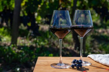 Kırmızı Bordeaux şarabı, Merlot ya da Cabernet Sauvignon şarabı Pomerol, Saint-Emilion şarap üretim bölgesi, Fransa, Bordeaux 'daki Cru sınıfı üzüm bağlarında kırmızı şarap tatma