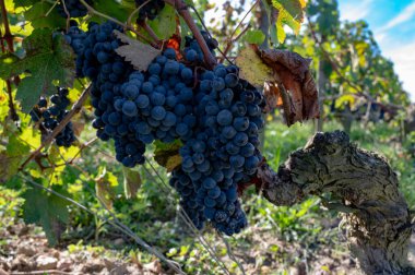 Olgun Merlot veya Cabernet Sauvignon kırmızı şarap üzümleri Pomerol, Saint-Emilion şarap üretim bölgesinde hasat için hazır, Fransa, Bordeaux