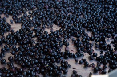 Kuşak sıralama, hasat çalışmaları Saint-Emilion şarap üretim bölgesi Bordeaux sağ kıyısı, toplama, ayıklama ve Merlot veya Cabernet Sauvignon kırmızı şarap üzümleri, Fransa. Bordeaux 'nun kırmızı şarapları.